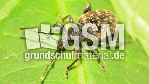 Gefurchter Dickmaulrüssler (5).jpg